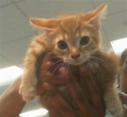Shelter Stray Male Cat last seen CHARLOTTE, Charlotte, NC 28217