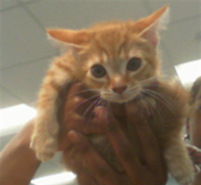 Shelter Stray Male Cat last seen CHARLOTTE, Charlotte, NC 28217