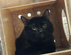 Shelter Stray Male Cat last seen Near FERRAND DR, FAYETTEVILLE NC 28306, Fayetteville, NC 28306
