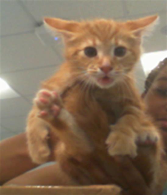 Shelter Stray Female Cat last seen CHARLOTTE, Charlotte, NC 28217