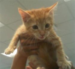 Shelter Stray Female Cat last seen CHARLOTTE, Charlotte, NC 28217