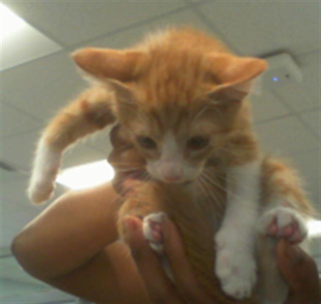 Shelter Stray Female Cat last seen CHARLOTTE, Charlotte, NC 28217
