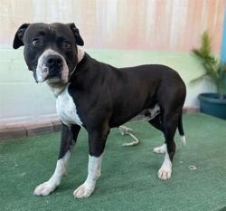 Shelter Stray Male Dog last seen , Irwindale, CA 91706