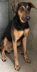 Shelter Stray Male Dog last seen Near BLOCK VALENCIA AVE, San Bernardino, CA 92401