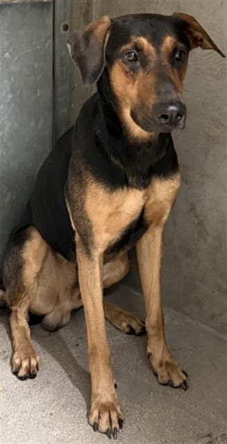 Shelter Stray Male Dog last seen Near BLOCK VALENCIA AVE, San Bernardino, CA 92401