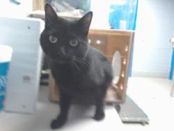 Shelter Stray Female Cat last seen Near BLOCK TINGLEY SW, Albuquerque, NM 87121