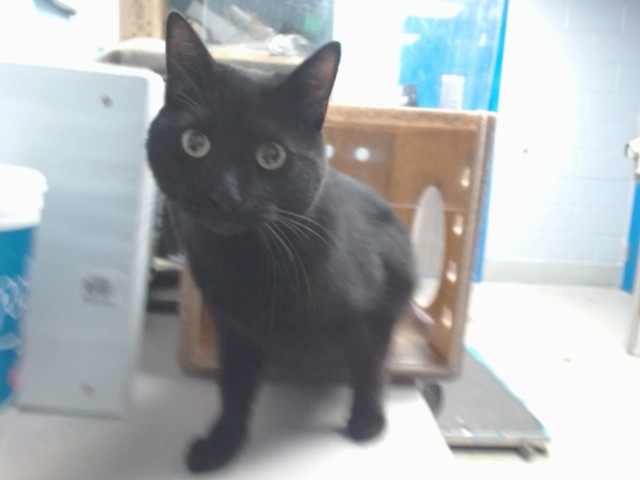 Shelter Stray Female Cat last seen Near BLOCK TINGLEY SW, Albuquerque, NM 87121