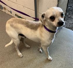 Shelter Stray Male Dog last seen 22ND AND MT VERNON, San Bernardino, CA 92401