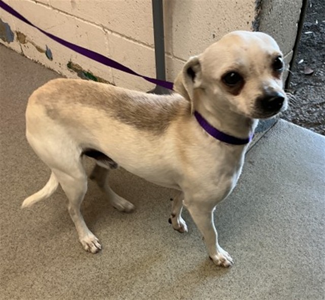 Shelter Stray Male Dog last seen 22ND AND MT VERNON, San Bernardino, CA 92401