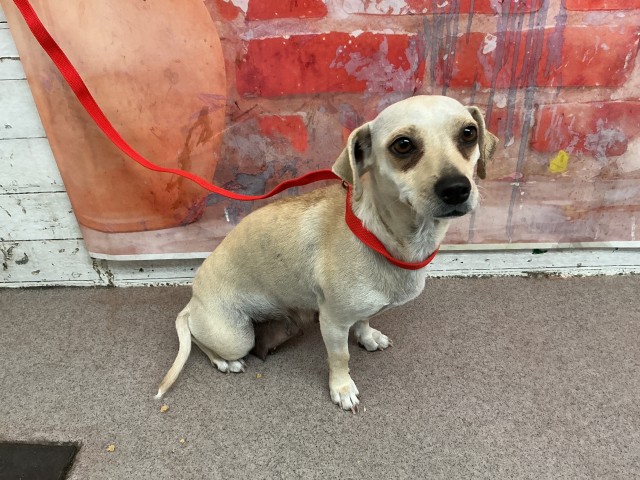 Shelter Stray Female Dog last seen 22ND AND MT VERNON, San Bernardino, CA 92401