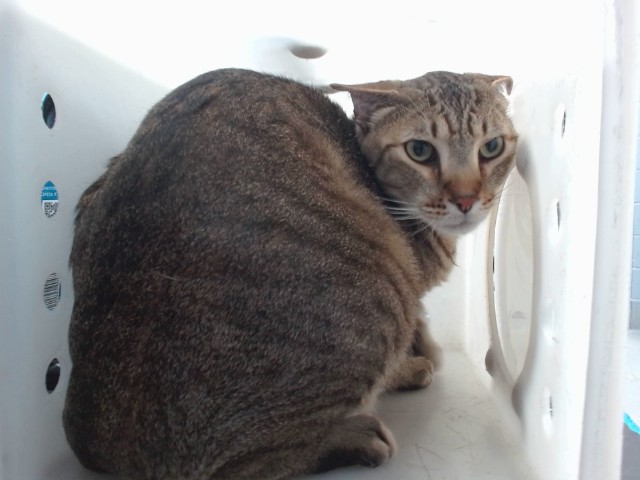 Shelter Stray Male Cat last seen OLD COORS & BRIDGE, Albuquerque, NM 87121