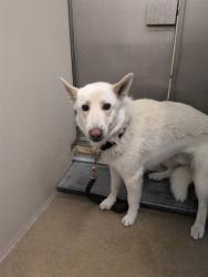 Shelter Stray Unknown Dog last seen SAMPSON BLVD/44TH AVE, 95824, Sacramento, CA 95827