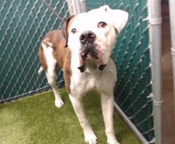 Shelter Stray Male Dog last seen , Downey, CA 90242