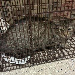 Shelter Stray Unknown Cat last seen HIGHWAY 85 AND 72ND, Brighton, CO 80601