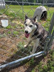 Reunited Female Dog last seen In between Three Bridge Rd and Turlington, Dunn, NC 28339