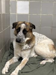 Shelter Stray Male Dog last seen Near BLOCK W SPRING ST, JEAN NV 89019, Las Vegas, NV 89101