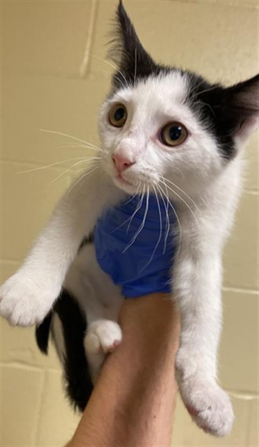 Shelter Stray Female Cat last seen TRUXEL RD & GARDEN HWY, Sacramento, CA 95818