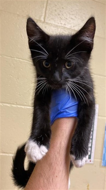 Shelter Stray Male Cat last seen TRUXEL RD & GARDEN HWY, Sacramento, CA 95818