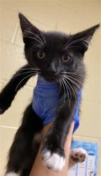 Shelter Stray Female Cat last seen TRUXEL RD & GARDEN HWY, Sacramento, CA 95818