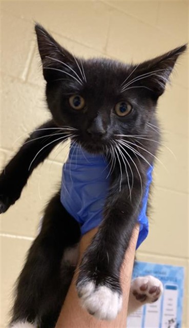 Shelter Stray Female Cat last seen TRUXEL RD & GARDEN HWY, Sacramento, CA 95818