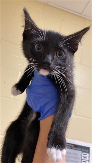 Shelter Stray Male Cat last seen TRUXEL RD & GARDEN HWY, Sacramento, CA 95818