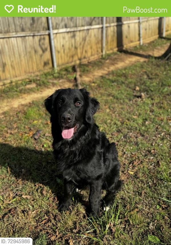 Reunited Male Dog last seen Valley home rd, Jefferson County, TN 37725