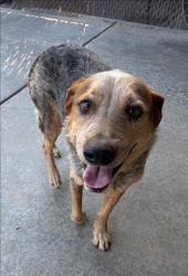 Shelter Stray Male Dog last seen , Tucson, AZ 85745