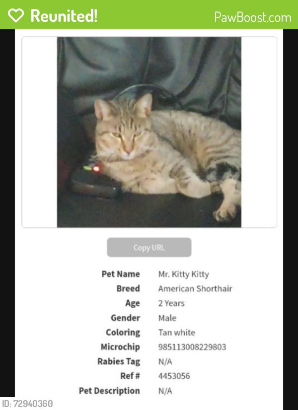 Reunited Male Cat last seen Alabonson and Gulf Bank , Houston, TX 77088