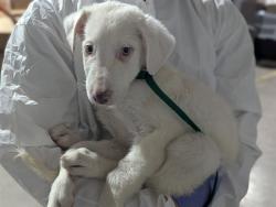 Shelter Stray Male Dog last seen Near BLOCK KANALY CT, COLORADO SPRINGS CO 80916, Colorado Springs, CO 80905