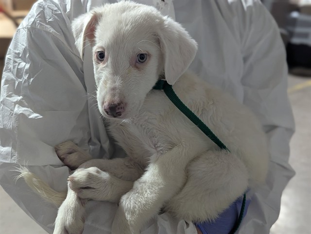 Shelter Stray Male Dog last seen Near BLOCK KANALY CT, COLORADO SPRINGS CO 80916, Colorado Springs, CO 80905