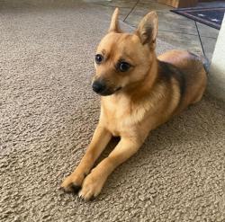 Lost Male Dog last seen Near smooth stone dr.cleburne tx 76033, Cleburne, TX 76033