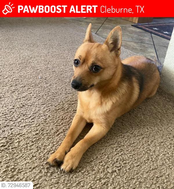 Lost Male Dog last seen Near smooth stone dr.cleburne tx 76033, Cleburne, TX 76033