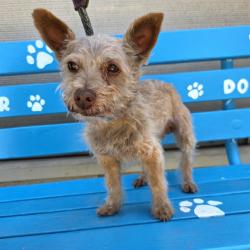 Shelter Stray Male Dog last seen Near BLK LONG BEACH BLVD, LONG BEACH, CA 90805, Long Beach, CA 90815