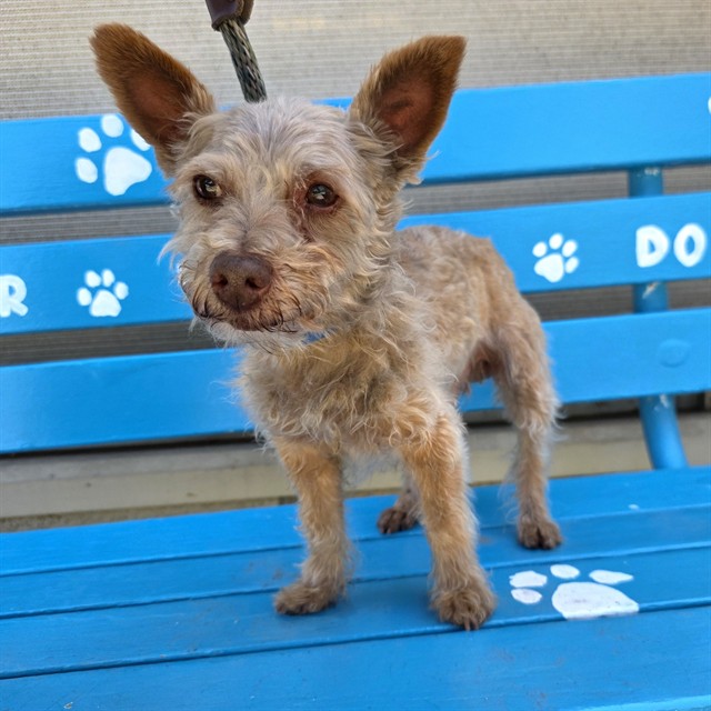 Shelter Stray Male Dog last seen Near BLK LONG BEACH BLVD, LONG BEACH, CA 90805, Long Beach, CA 90815