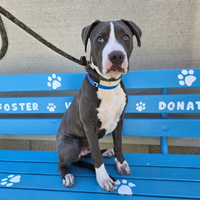 Shelter Stray Male Dog last seen Near BLOCK BLCK HAMMOND AVE, LONG BEACH, CA 90805, Long Beach, CA 90815