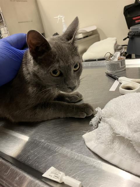 Shelter Stray Female Cat last seen Near BLOCK BLCK MAGNOLIA AVE, LONG BEACH, CA 90813, Long Beach, CA 90815