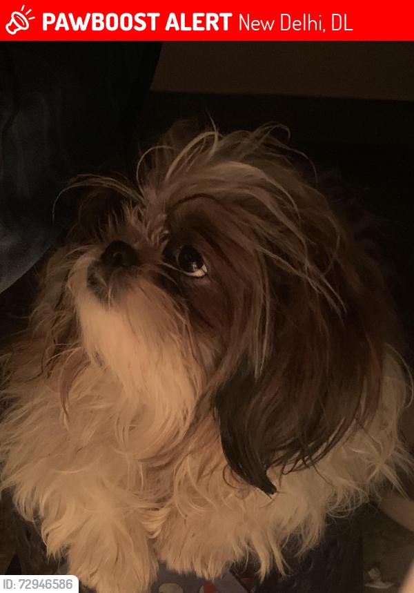Lost Female Dog last seen Babu lal chowk Munirka, New Delhi, DL 110067