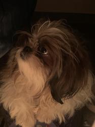 Lost Female Dog last seen Babu lal chowk Munirka, New Delhi, DL 110067