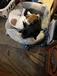 Lost Female Dog last seen SW 89th and Pennsylvania , Oklahoma City, OK 73159