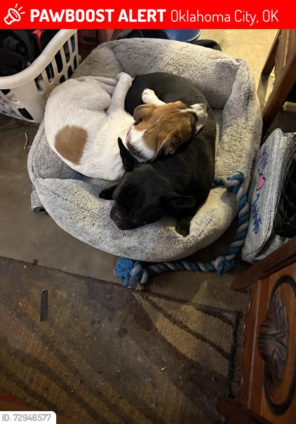 Lost Female Dog last seen SW 89th and Pennsylvania, Oklahoma City, OK 73159