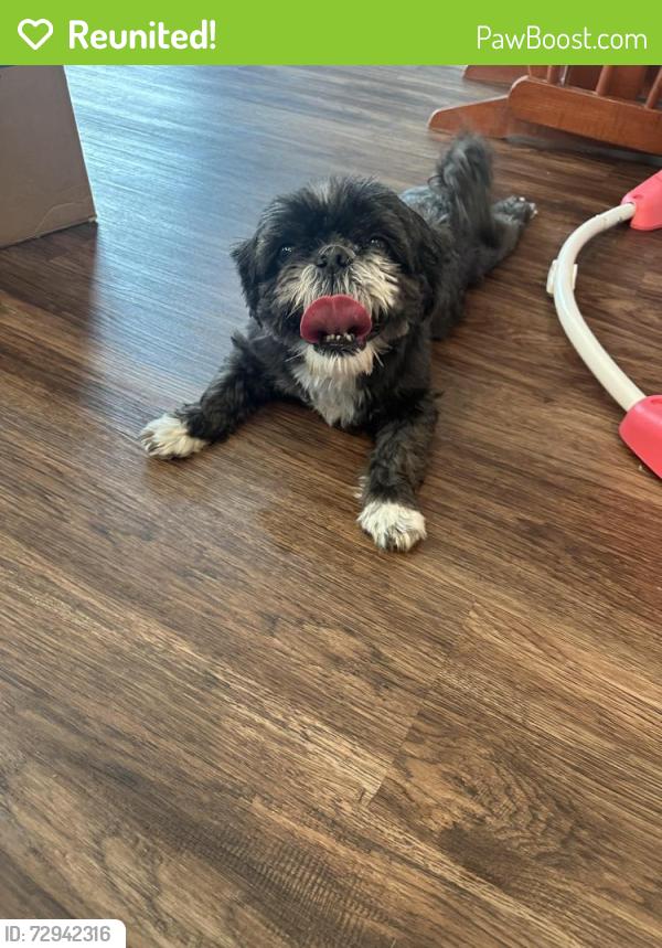 Reunited Female Dog last seen Near chutney drive, Nashville, TN 37013