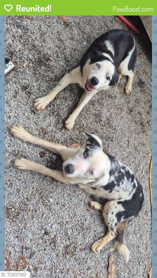 Reunited Female Dog last seen Near county road 55, Verbena, AL 36091