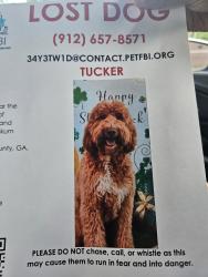 Lost Male Dog last seen ian Hill Animal hosp, Lilburn, GA 30047
