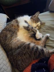 Reunited Female Cat last seen 99th and Kostner, Oak Lawn, IL 60453