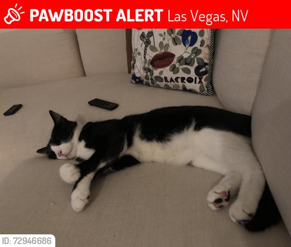 Lost Male Cat last seen North of Stephanie and boulder highway, Las Vegas, NV 89122