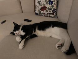 Lost Male Cat last seen North of Stephanie and boulder highway, Las Vegas, NV 89122