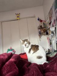 Lost Female Cat last seen Chapman/ harbor Chapman/ haster, Garden Grove, CA 92840