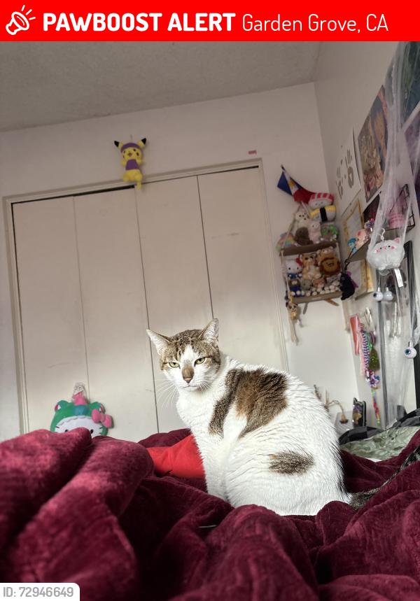 Lost Female Cat last seen Chapman/ harbor Chapman/ haster, Garden Grove, CA 92840