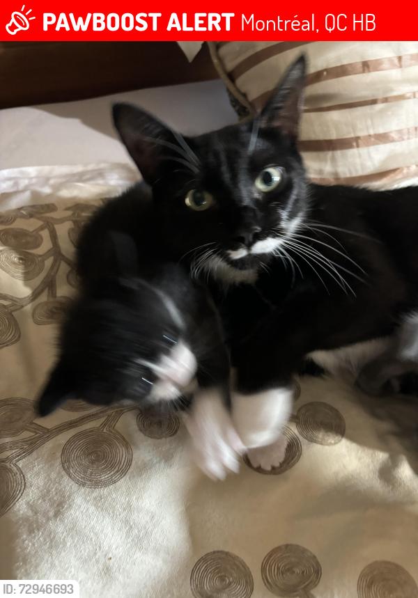Lost Female Cat last seen Maisonneuve , Montréal, QC H4B