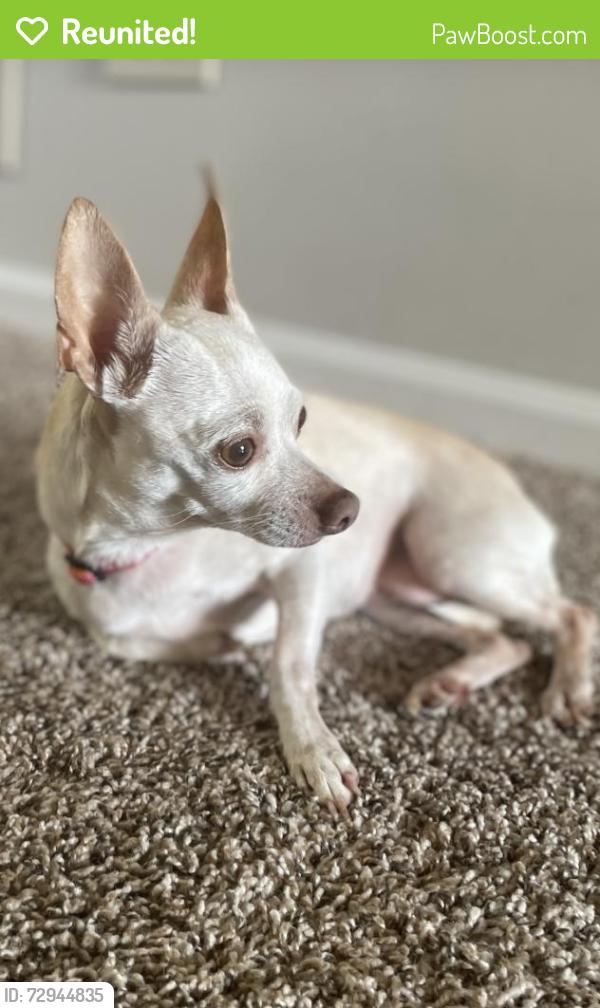 Reunited Female Dog last seen Near Pine Terrace, Island Lake, IL 60042, USA, Island Lake, IL 60042